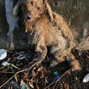 a-stray-dog-covered-in-mud-and-despair