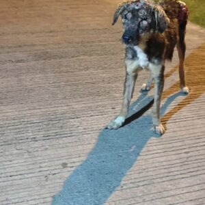 They Found an Abandoned Dog Walking Alone at Night