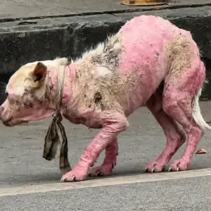 A Bald, Starving Stray Was Found Wandering Alone