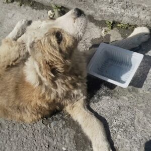 a Broken Puppy Lying on the Roadside