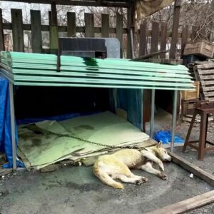 A Chained Dog Lay Helpless Under a Broken Shelter