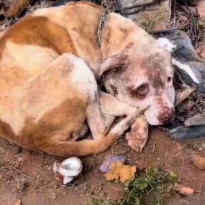 A Chained Dog With No Strength Left