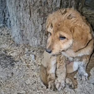 a Dirty Puppy Hiding Under a Tree