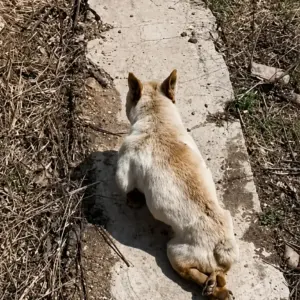 A Disabled Dog Left Alone With No One to Protect Him