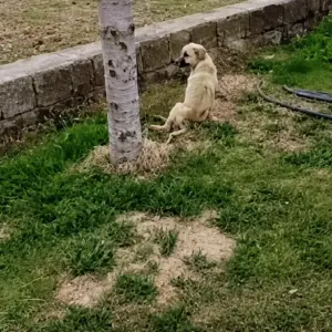 A Dog Crawled Alone After a Roadside Accident