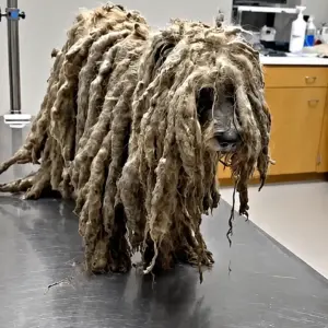 No One Recognized This Dog Under Years of Matted Fur Until His Rescue Changed Everything