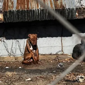 A Dog Left Alone in the Heat