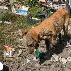 A Dog Left Alone Where No One Wanted To Look