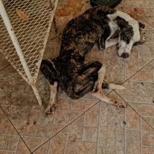 A Dog Left to Fade Away in Silence