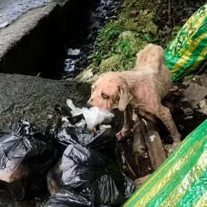A Dog Left to Survive Beside the Road