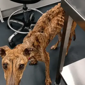 A Dog Named Lucky Was Found in a Heartbreaking Condition