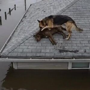 A Dog Refused to Leave His Injured Friend on a Flooded Rooftop