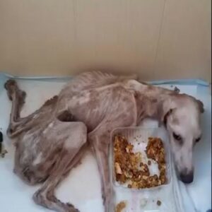 A Dog Too Weak to Ask for Help