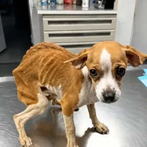 a dog too weak to stand tall
