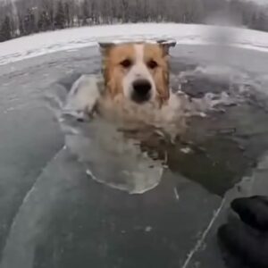 A Dog Trapped Under Frozen Lake Ice Clung to a Stranger’s Hands