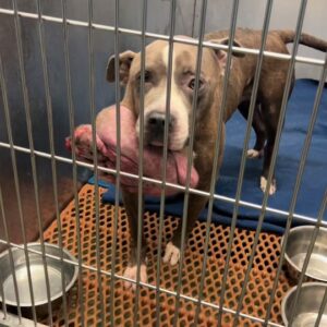 A Dog Waiting Behind Metal Bars