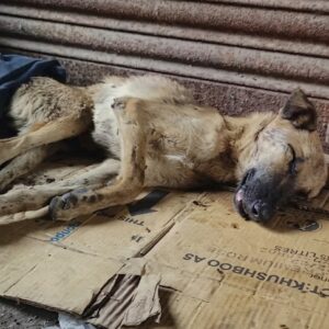 A Dog Was Left Lying on the Road