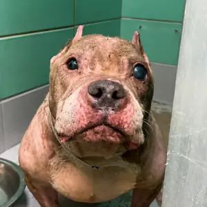 A Dog Whose Body Revealed Years of Neglect