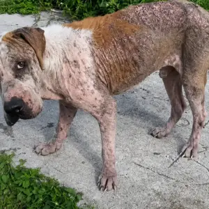 A Dog Whose Eyes Told A Story Of Pain