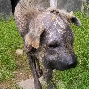 A Dying Dog Could Barely Open His Eyes
