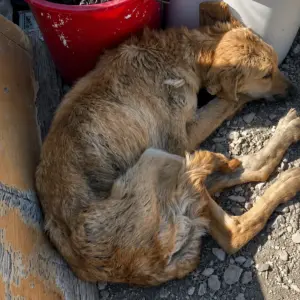A Dying Dog Was Found Beside the Trash