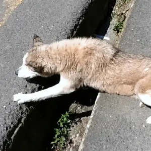 A Dying Husky Was Found Collapsed Beside a Road
