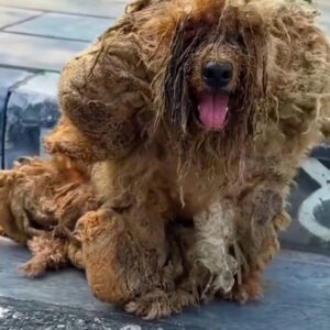 A Forgotten Dog Hiding Beneath the Weight of Neglect
