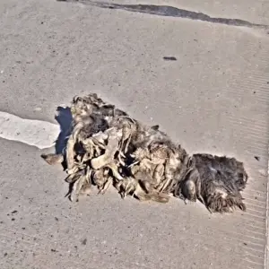 A Forgotten Dog Lying Alone With No Hope