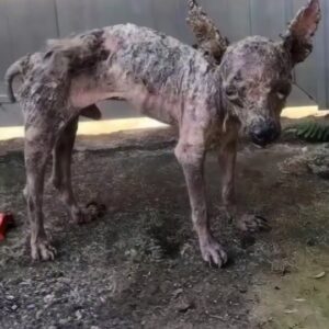 A Forgotten Dog Standing Alone