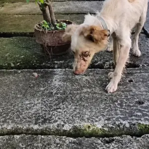 A Forgotten Dog With Wounded Eyes Walked Toward a Stranger