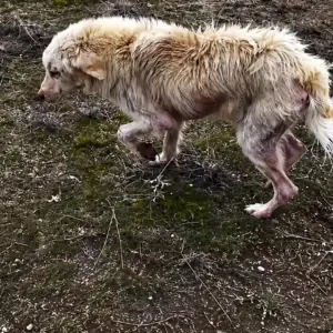 A Fragile Dog Found Where Hope Seemed Far Away