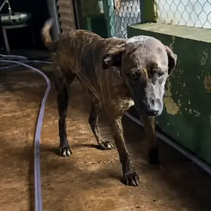 A Frightened Dog Who Still Reached for a Human Hand
