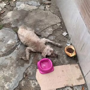 A Heartbreaking Discovery Beside an Old Wall