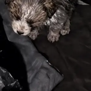 A Heartbreaking Discovery in the Dark