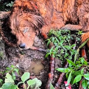 A Heartbreaking Discovery in the Dirt