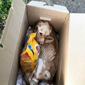 A Heartbreaking Discovery on the Side of the Road