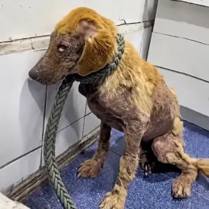 A Heartbreaking Sight Inside the Vet Room