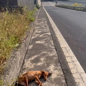 A Helpless Dog Left Behind on the Road