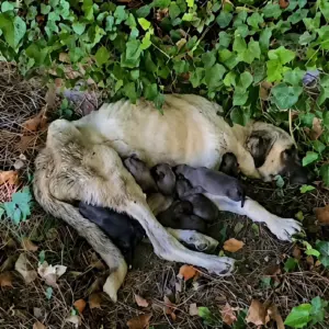 A Hidden Cry for Help Beneath the Leaves