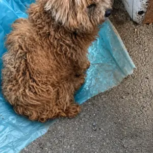 A Lonely Dog Found Beside the Road