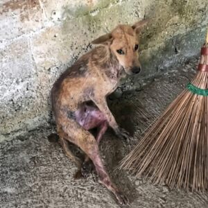 A Lonely Dog Found in the Place No One Looked Twice