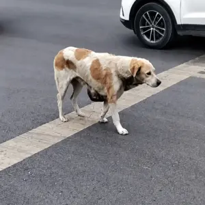 A Lonely Dog Walking Through a City That Didn’t Stop
