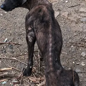 A Lonely Mother Dog Found Deep in the Forest