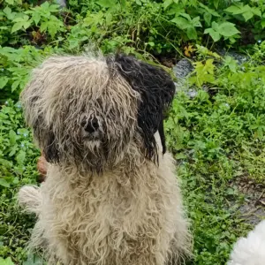 A Matted Mother Dog Was Found Hiding in the Weeds