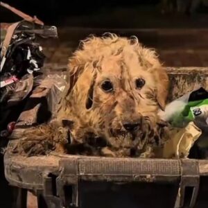 A Matted Stray Dog Was Found Hiding in a Trash Bin