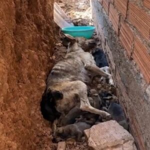 A Mother Dog Hid Her Newborn Puppies in a Narrow Construction Trench