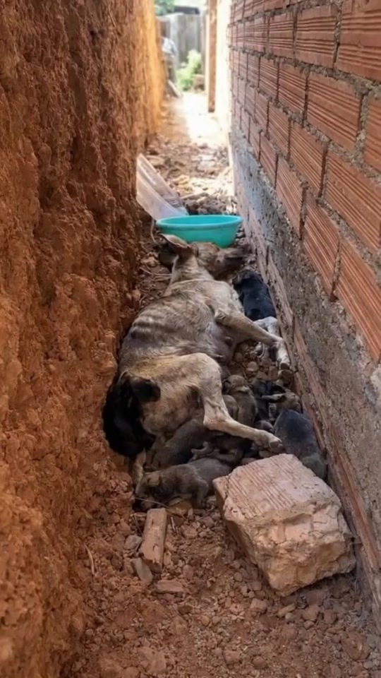 A Mother Dog Hid Her Newborn Puppies in a Narrow Construction Trench