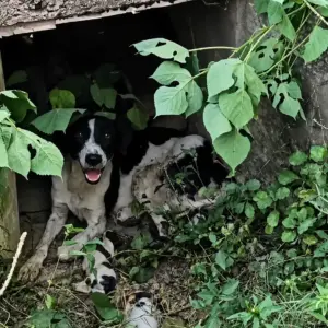 A Mother Dog Hiding in the Grass