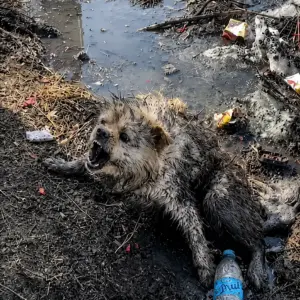 A Mud-Covered Dog Was Found Crying in a Polluted Ditch