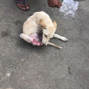 A Painful Discovery on the Roadside